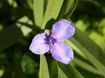 Tradescantia