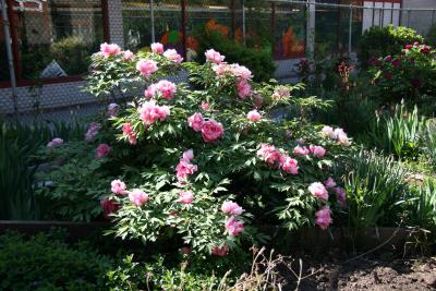 Peony Bush