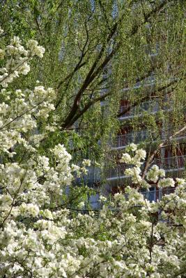 Dogwood and a Willow Tree