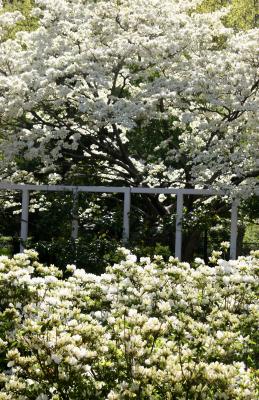 Dogwood & Azalea