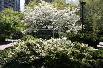 Dogwood & Azalea