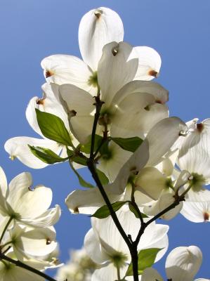 Dogwood