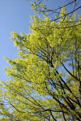 Oak Tree - New Foliage