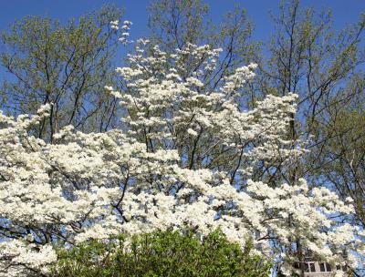 Dogwood & Sycamore Trees