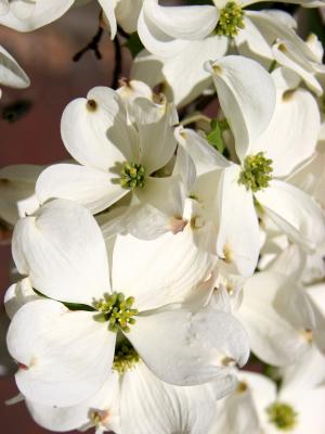 Dogwood Blossoms