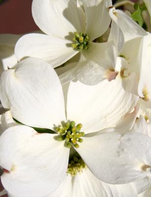 Dogwood Blossoms