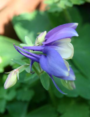 Columbine