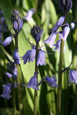 Bluebells