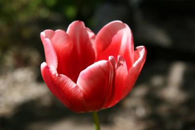 Tulip