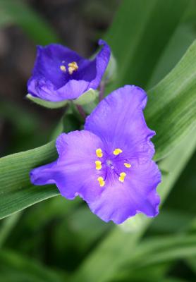 Tradescantia