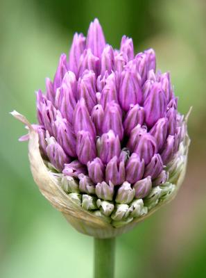 Allium