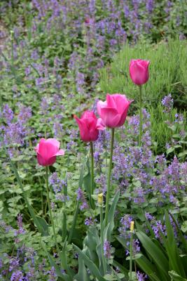 Tulips & Salvia