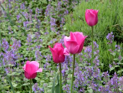 Tulips & Salvia