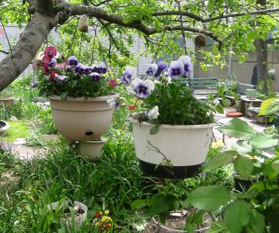 Pansies Hanging from an Apple Tree Branch