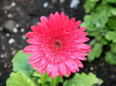 Gerbera