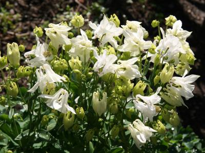 Columbine