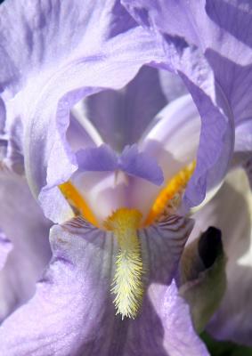 Iris