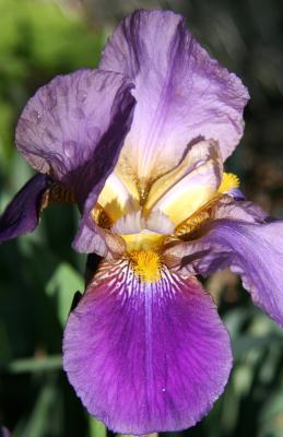 Iris