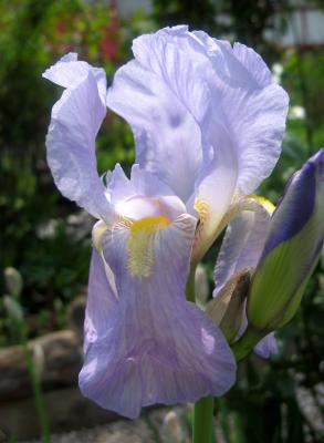 Iris