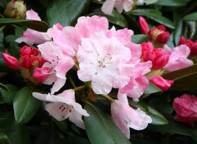 Rhododendron - NYU Law School Garden