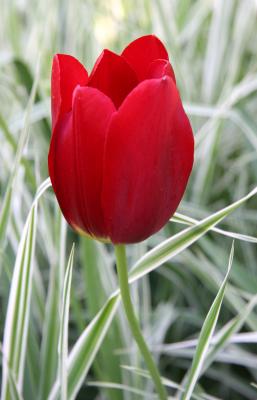 Red Tulips and Summer Grass
