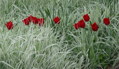 Red Tulips and Summer Grass