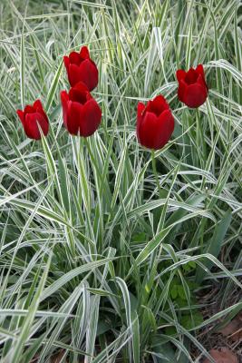 Red Tulips and Summer Grass