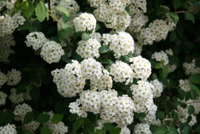 Bridal Veil