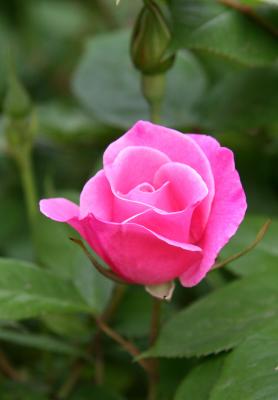 Pink Simplicity Rose