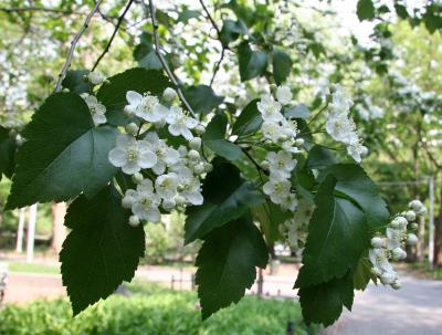 Hawthorne Blossoms
