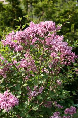 Lilac Tree Blossoms