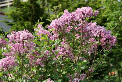 Lilac Tree Blossoms