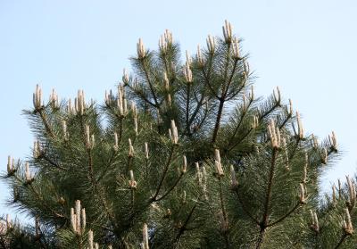 Long Needle Candalabra Pine