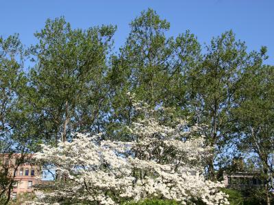 Dogwood & Sycamore Trees