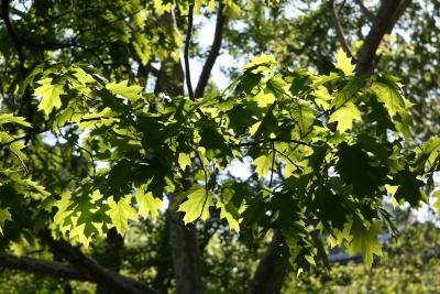 Oak Tree - New Foliage