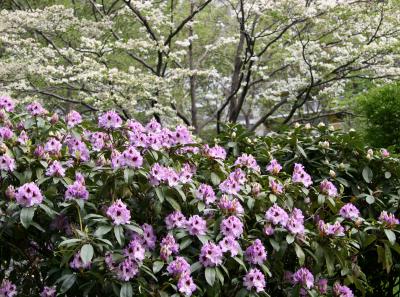 Rhododendron & Dogwood
