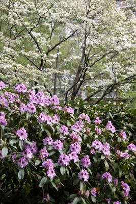 Rhododendron & Dogwood