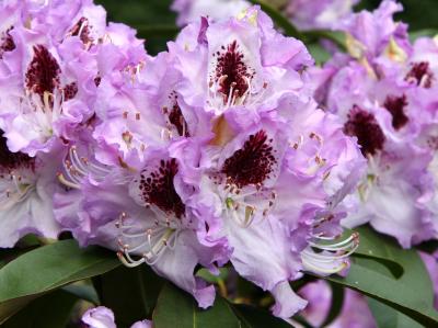 Rhododendron