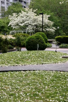 Garden View and Fallen Dogwood Blossom Petals