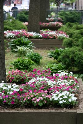 Impatiens Beds - NYU Silver Towers Gardens