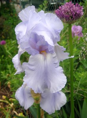 Iris & Allium
