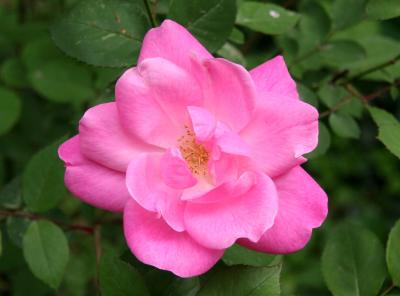 Pink Simplicity Rose