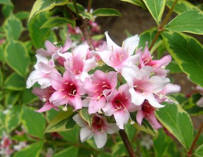 Ants in Weigela Blossoms - NYU Medical Center