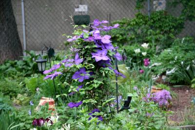 Garden View - Clematis Vine