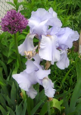 Iris & Allium