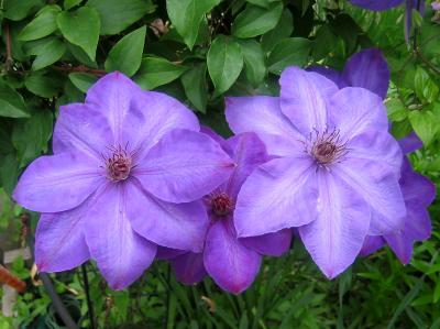 Clematis