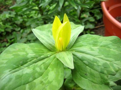 Trillium - Trinity Flower or Wood Lily