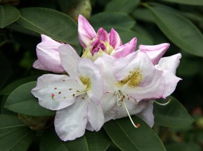 Rhododendron after Rain