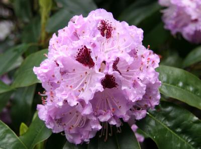 Rhododendron after Rain