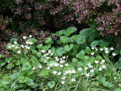 Starflowers, Violas & Pyracantha